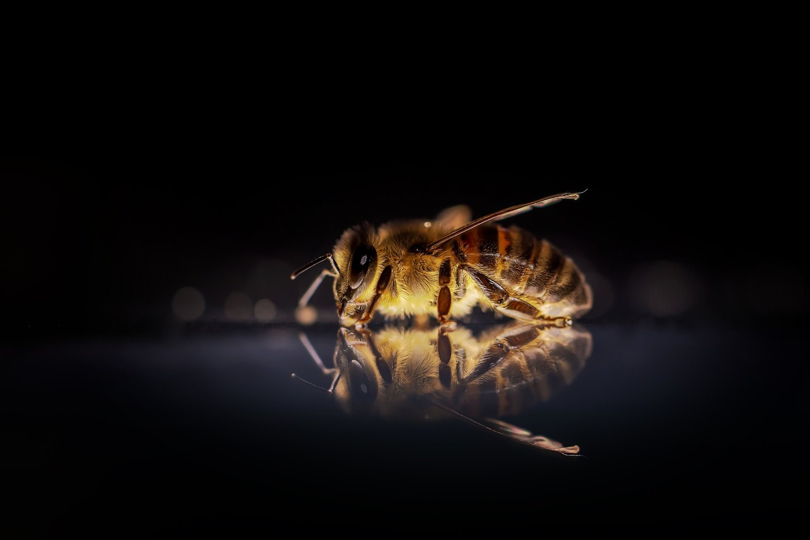 Why Did GOD Create Bees