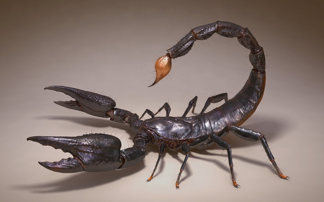Why Did GOD Create Scorpions