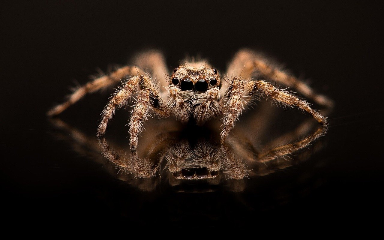 Why Did GOD Create Spiders