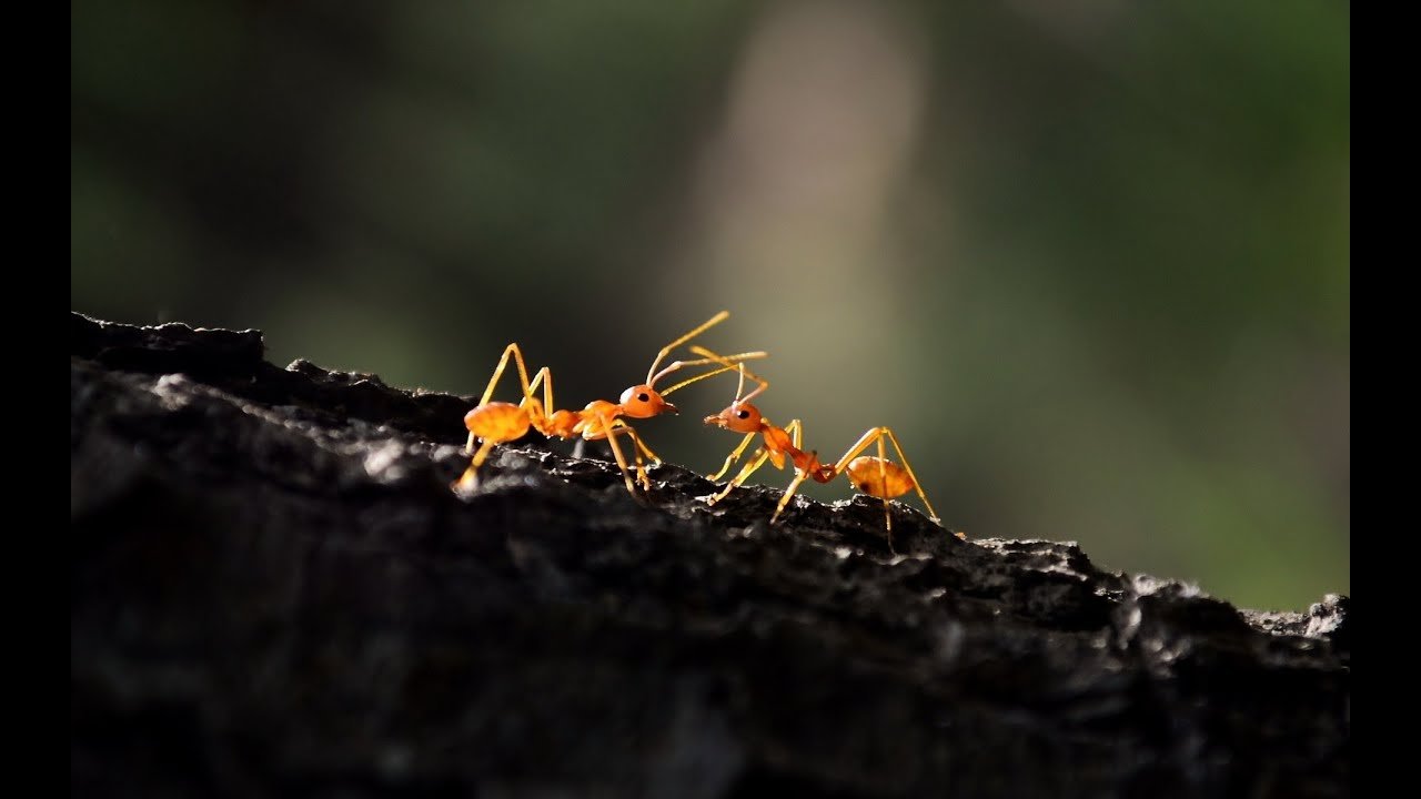 why god creates Ants